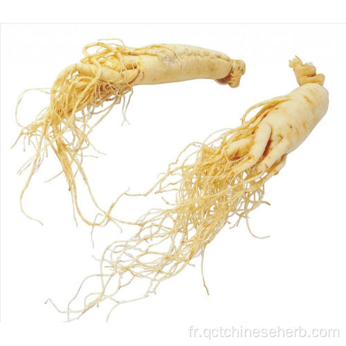 Ginseng Radix Et Rhizoma de qualité supérieure